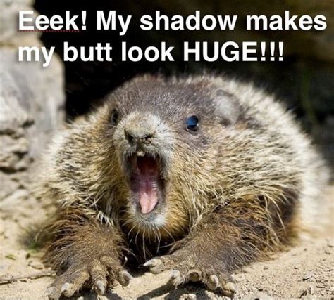 A Little Dose Of Happy With Cute And Funny Groundhog Memes Friday