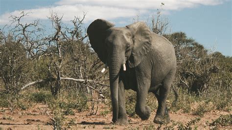 Wildlife Animal Elephant | HD Wallpapers