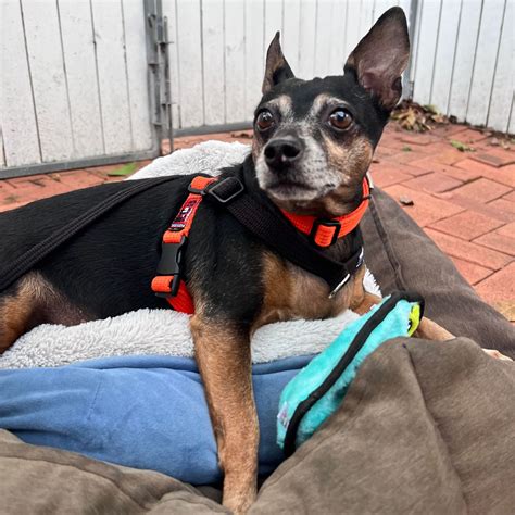 Rescue Your Next Best Friend - Adopt here — Best Friends Animal Rescue