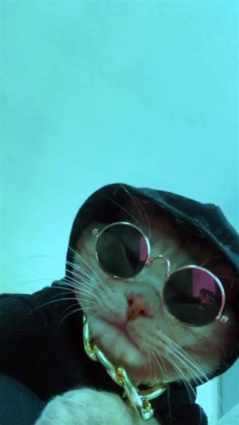 Pin By Marion🐙 On Cc Cat Aesthetic Cute Cat Memes Funny Cat Wallpaper