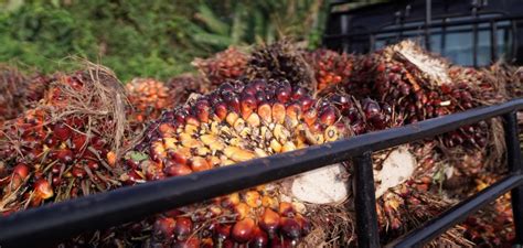 Info harga sawit sumut terbaru hari ini | bulan oktober 2020 harga tbs hari ini, harga sawit hari ini, harga tbs sawit oktober. RISIKO DI BALIK HARGA SAWIT | GIMNI