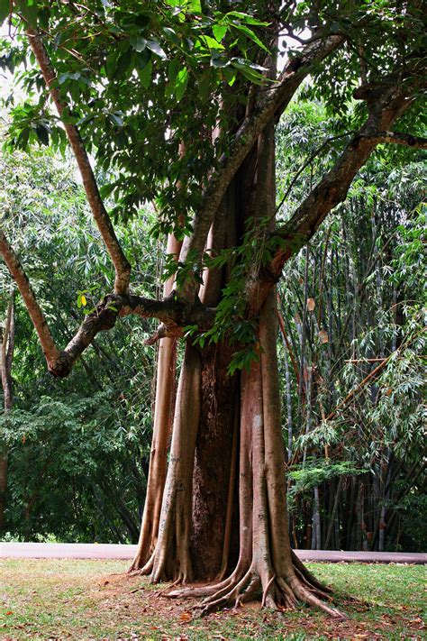 Free Photo Green Tree Bamboo Park Tropical Free Download Jooinn