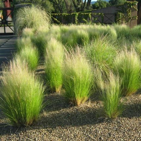 Though it's drought tolerant, mexican feather grass needs to be watered regularly during its first. Mexican Feather Grass Seeds Stipa tenuissima 50Seeds