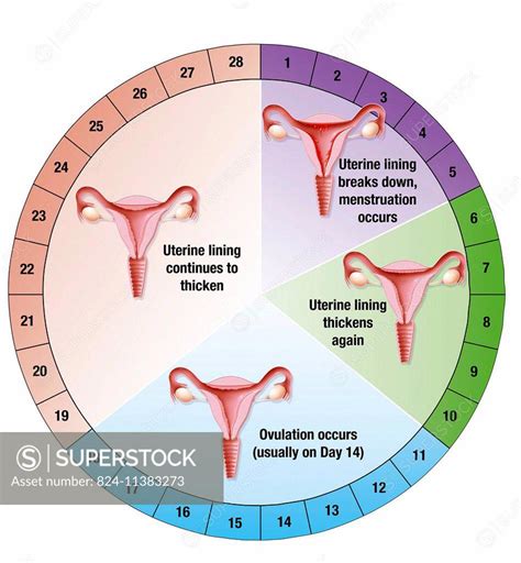 Illustration Of The Menstrual Cycle Showing The Evolution Of The
