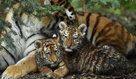Watch Hidden Camera Captures Adorable Tiger Cubs Playing In Russia