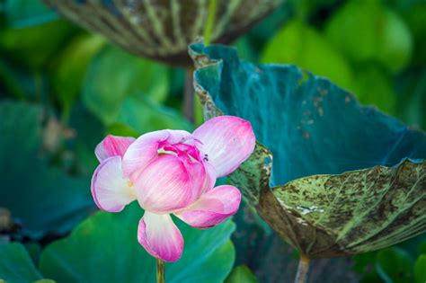Lotus Flower In Ban Thale Noi Nature Reserve Thailand Stock Photo