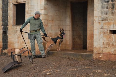 Joint Training Increases K 9 Handler Skills Article The United States Army