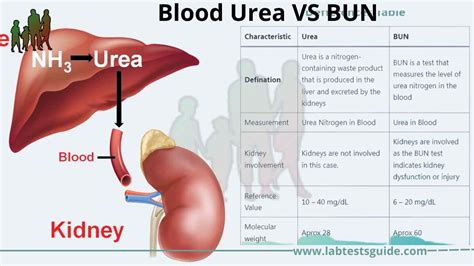 Blood Urea Vs Bun Definations Differences Lab Tests Guide