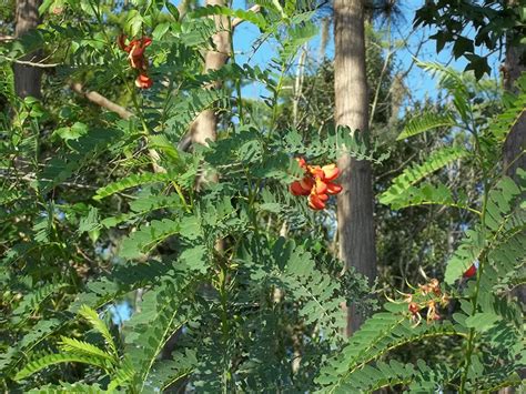 Rare Red Orange Mimosa Tree Bloom 25 Seeds Plant Patio