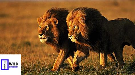 Oakley #yukonvet airs saturday at 9/8c on nat geo wild. Nat Geo Wild Documentary African Lion of the Night ...