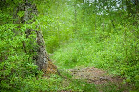 Birch Forest Pathway Fresh Spring Green Stock Image Image Of Green