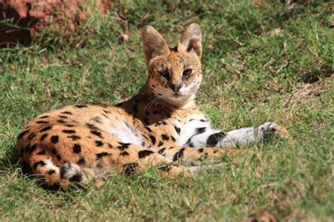 The Serval Cat An African Wildcat Hubpages