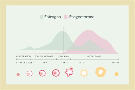 Estrogen And Progesterone Understand How Each Hormone Works