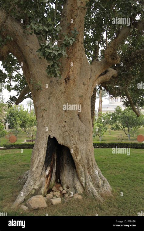 Zacchaeus Sycamore Fig Tree In Jericho Stock Photo Alamy