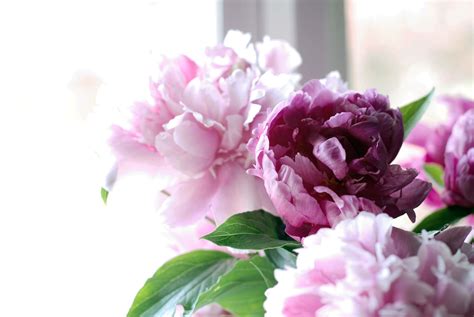 Peony Wallpapers Top Free Peony Backgrounds Wallpaperaccess