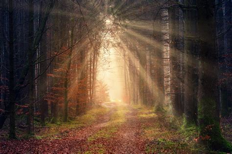 Bright Sunbeams Illuminating Forest Path At Dawn · Free Stock Photo