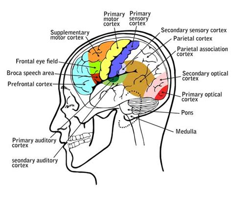 Hypoxia Brain Cerebral Anoxia Anoxia Brain Anoxic Encephalopathy