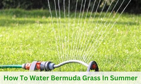How To Water Bermuda Grass In Summer