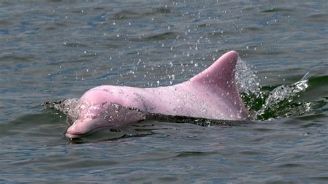 Pink Manta Ray Spotted Off The Great Barrier Reef And Other Odd