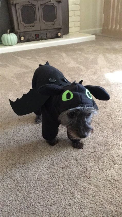 How To Train Your Dragon Toothless Halloween Costume Gails Blog