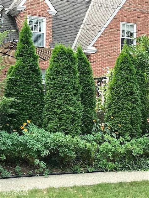 Incredible Privacy Trees For Small Yards With Diy Home Decorating Ideas