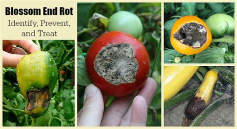 Blossom End Rot How To Identify Prevent And Treat