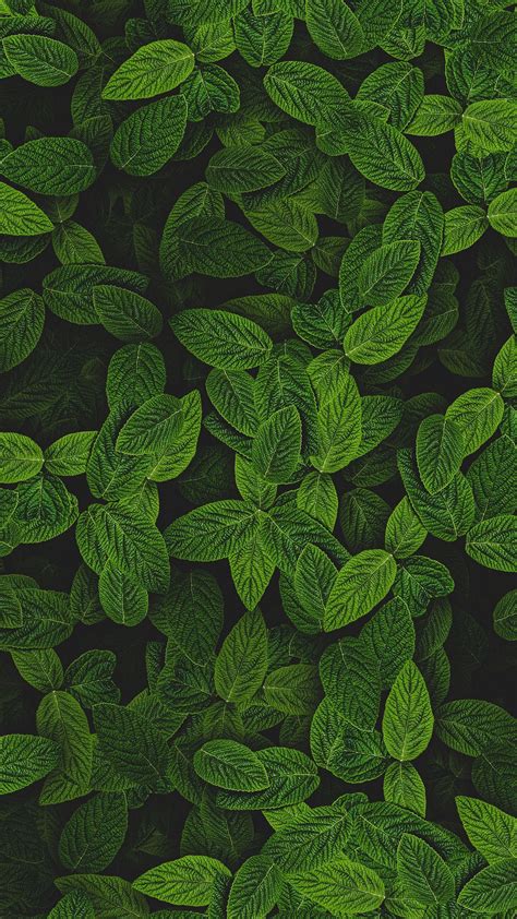 Mint Leaves Wallpapers Wallpaper Cave