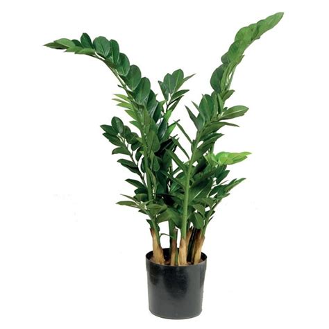 Si sa, il verde in casa non è mai troppo, una bella pianta infatti riesce a regalare carattere e stile ad ogni stanza.il segreto è quello di scegliere le più belle, quelle più indicate per i vari ambienti e non forzarne la crescita. Zamioculcas - piante appartamento - Zamioculcas: la pianta ...