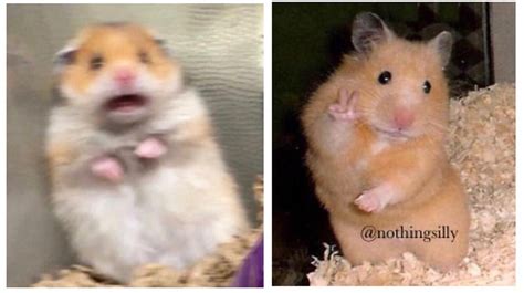 Top 10 Hamster Meme Video Templates Imagesee