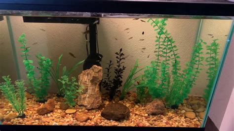 Great savings & free delivery / collection on many items. Black Bar Endler Colony - YouTube