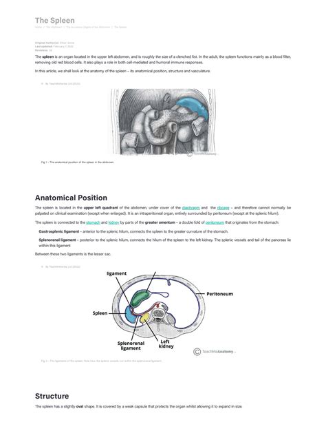 Solution The Spleen Position Structure Neurovasculature Teachmeanatomy