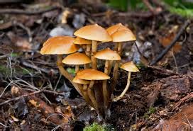 Decomposers feed on dead things: Decomposers - Australian rainforest