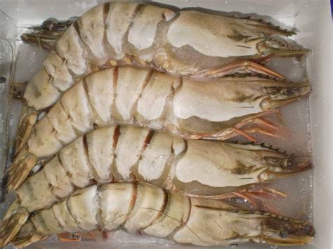 Head On Black Tiger Shrimps At Best Price In Mumbai By Sea Rock Agro