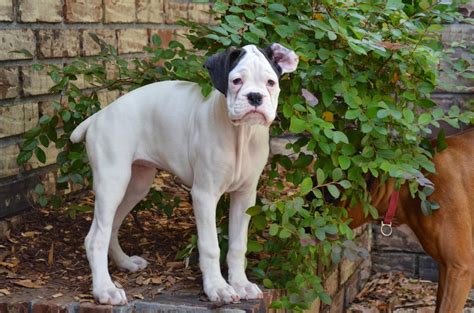 We did not find results for: Bishop's Boxers: South Carolina Boxer Puppies are 11 Weeks Old