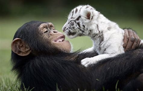 36 Beautiful Animal Love Pictures To Celebrate Valentines Day Top13