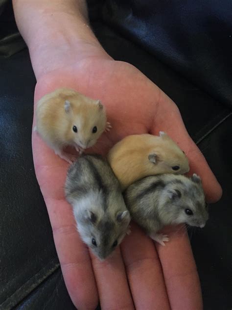 Baby Russian Dwarf Hamsters In Ls13 Leeds For £1000 For Sale Shpock
