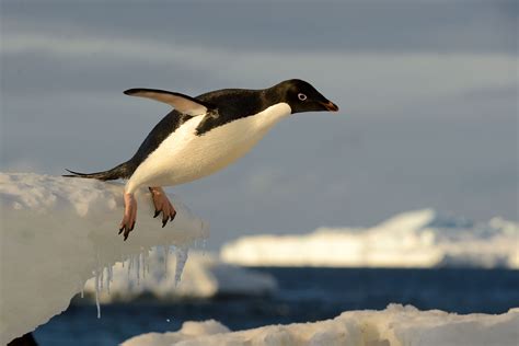 Have you ever seen a penguin come to tea? We saw this Adelie penguin during one of our trips to the ...