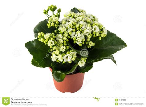 Cinese design moderno puro bianco vasi di porcellana per la casa ristorante semplice bianco vasi di fiori in ceramica per pianta verde. Fiori Bianchi Da Vaso