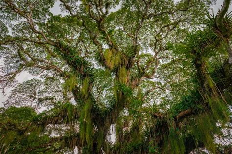 Huge Broad Tropical Forest Tree Viewed From Below Caribbean Trinidad