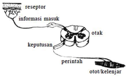Secara sederhana lengkung refleks terdiri dari organ reseptor, neuron aferen, neuron efektor dan organ. Koleksi Gambar Gambar Gerak Refleks Terbaru 2018 - Sapawarga