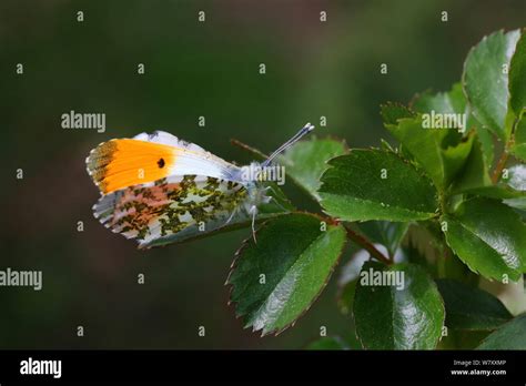 Orange Tip Butterfly Anthocharis Cardamines Male Basking Surrey