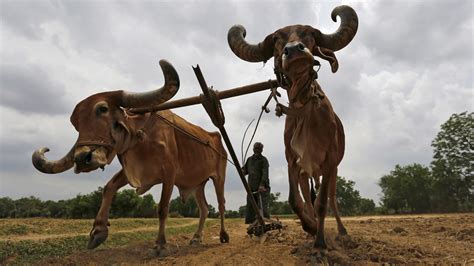 Unable To Afford Oxen Farmer From Shivraj Singh Chouhans Home
