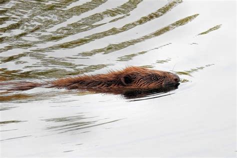 Beavers And Their Sleeping Behavior Floofmania