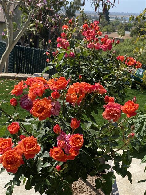 My “disneyland” Roses Are In Full Bloom This Year Rgardening