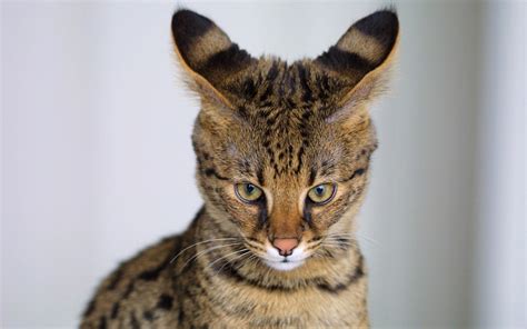 You will pay $3,397.21 by using your singlecare. Savannah Cat Characteristics, Prices and Pictures ...