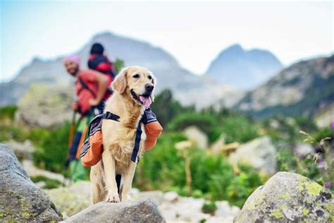 11 Of The Best Hiking Dogs Ready For Outdoor Adventures Daily Paws