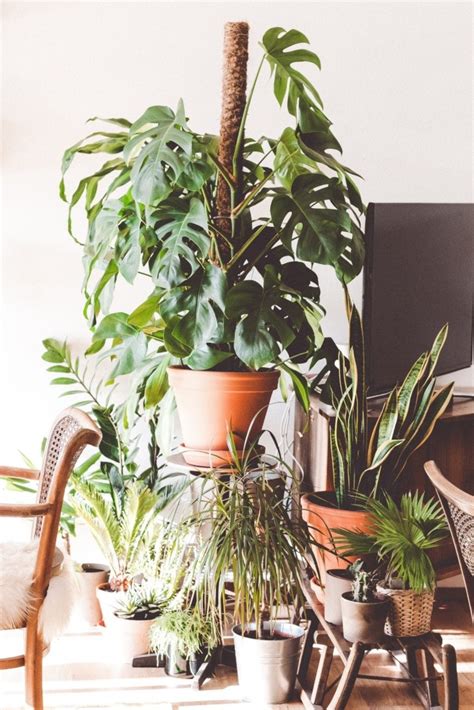 Aquí te compartimos sus beneficios y también útiles tips para que crezcan súper aunque no necesitan mucha agua, esto no significa que no necesiten drenarse. Las plantas que según el Feng Shui no debes tener en tu ...