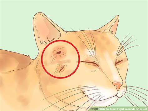 And even if they are small, cat bites can still be serious. How to Treat Fight Wounds on a Cat: 14 Steps (with Pictures)