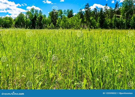 A Beautiful Green Meadow In Summer With Tall Grass Stock Photo Image