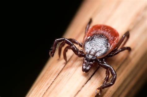 Types Of Ticks In Maine Identify Ticks Greener Grounds